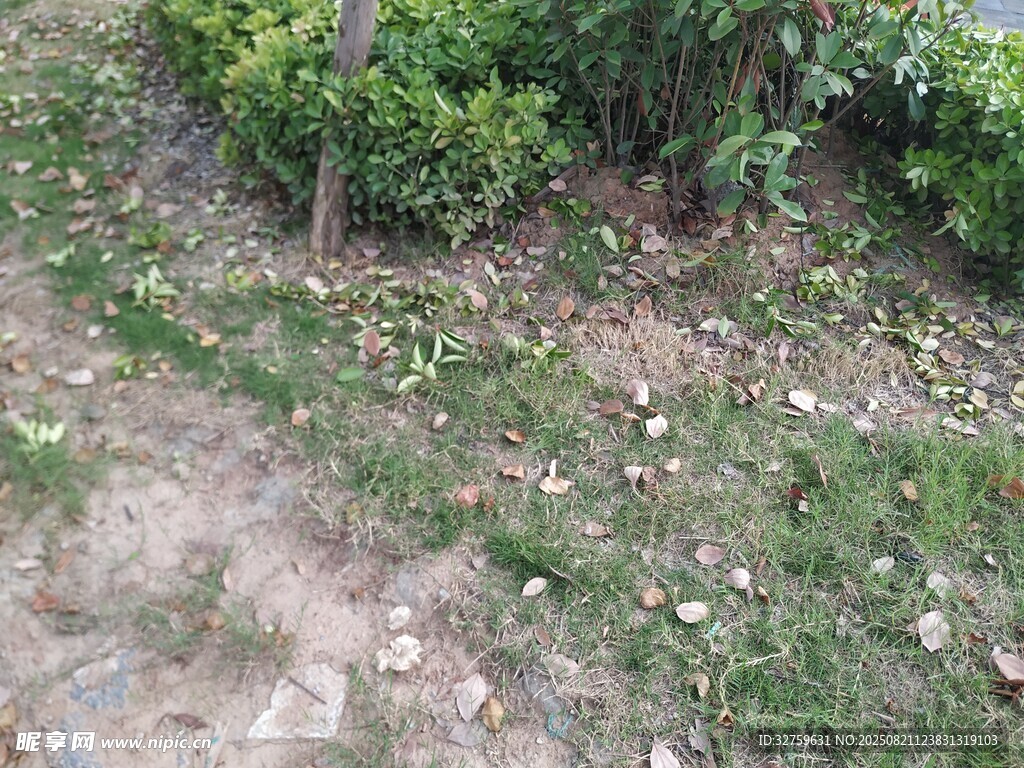 草地与灌木丛的自然景象