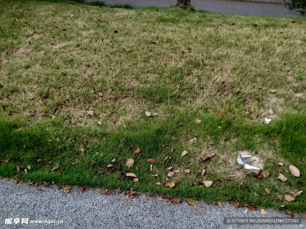 路边草地景象