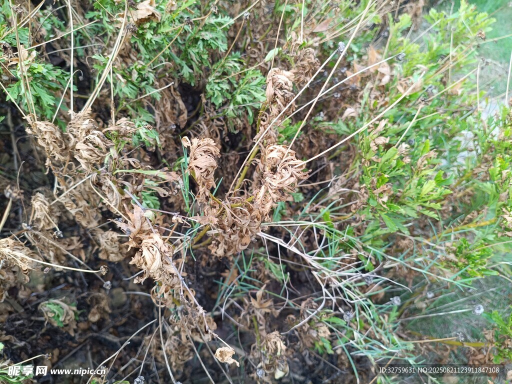 枯萎植物与绿色植被并存