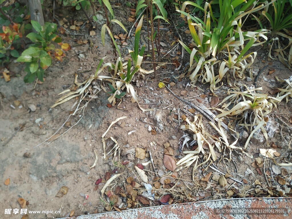 墙角处的杂草与小生物