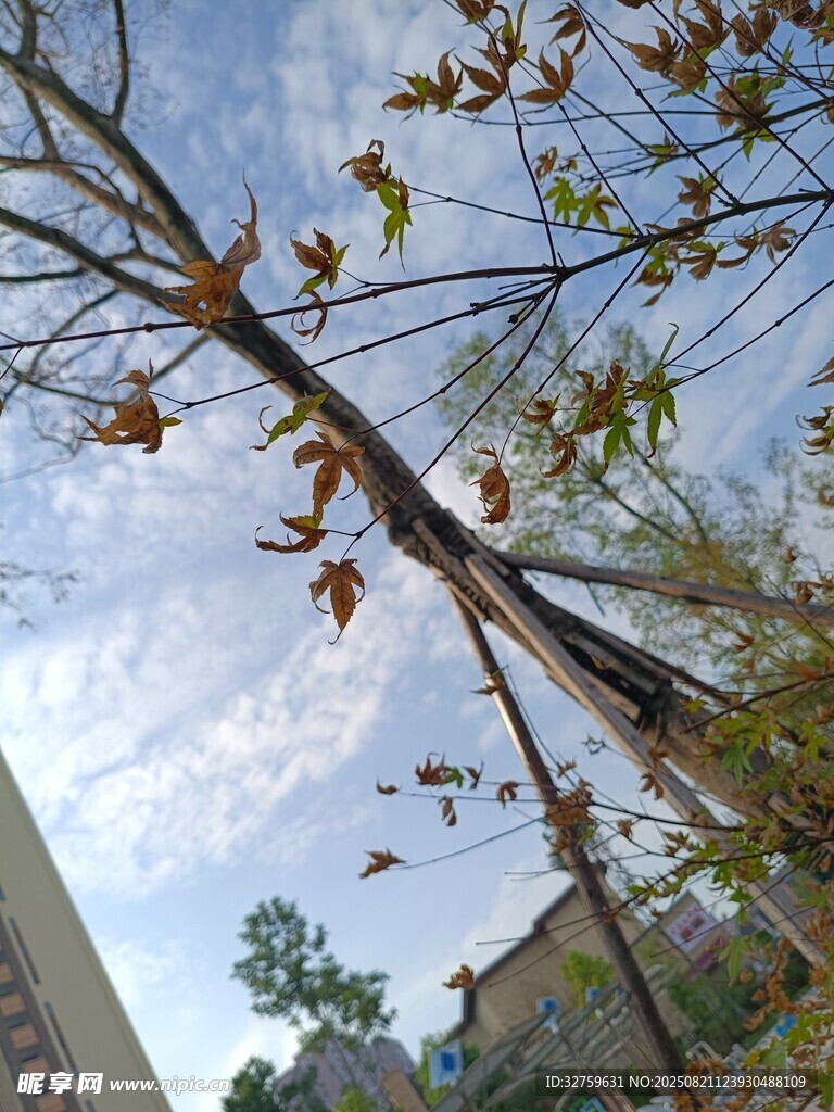 仰视视角下的树木与建筑