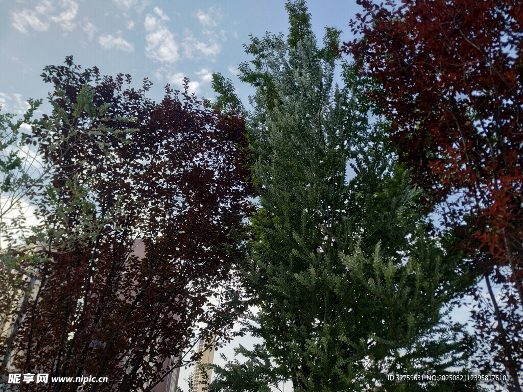 多彩树木映衬蓝天