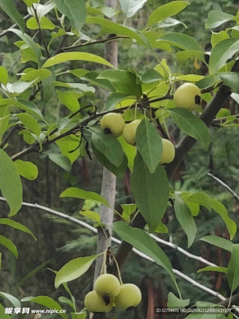 枝头青果挂 