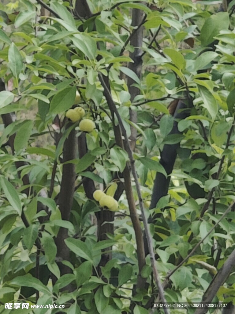 枝叶间的青果