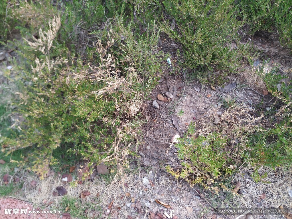 野外地面的杂草植被
