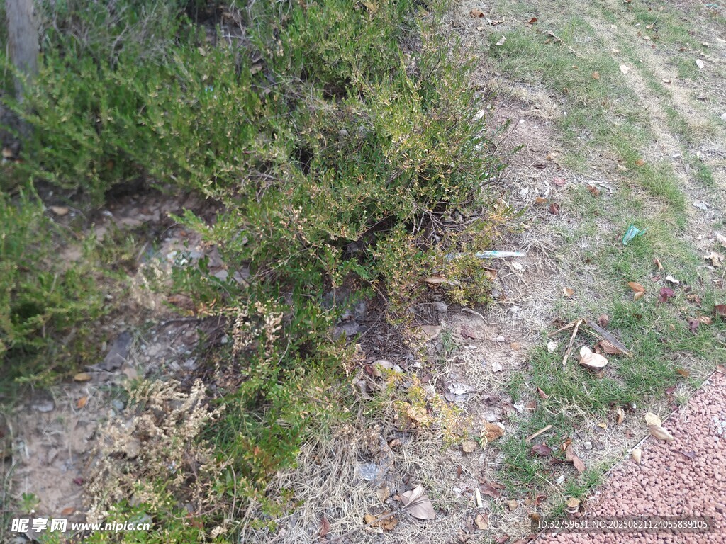 地面绿植与碎石景观