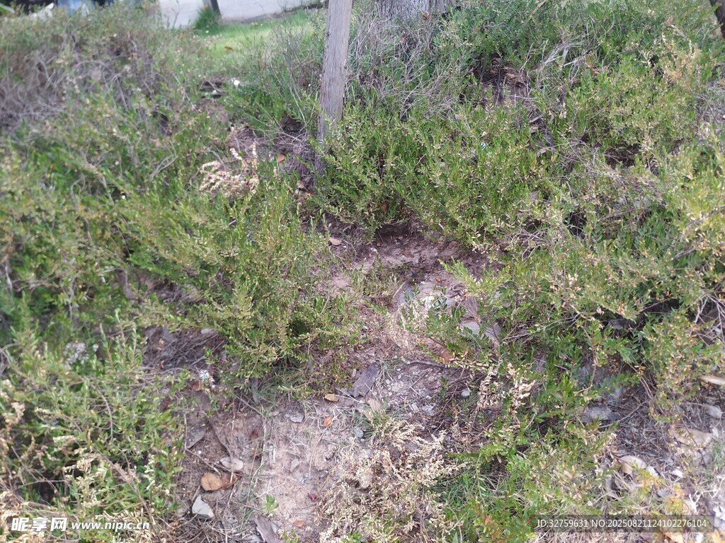 野外丛生的绿色植被