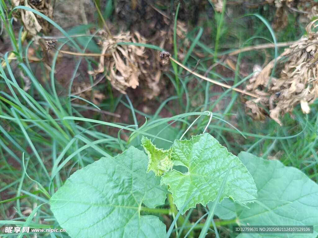 绿叶植物于草丛中生长