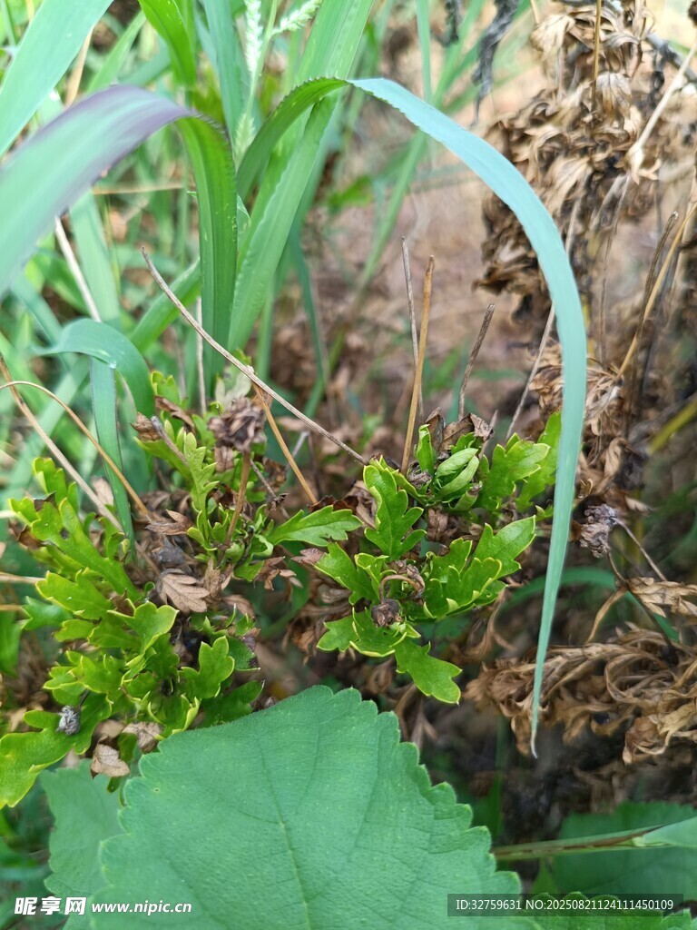 草丛中的绿色植物景象