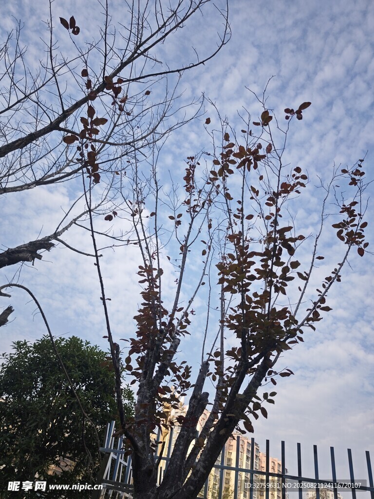 枝头残叶映灰白天空