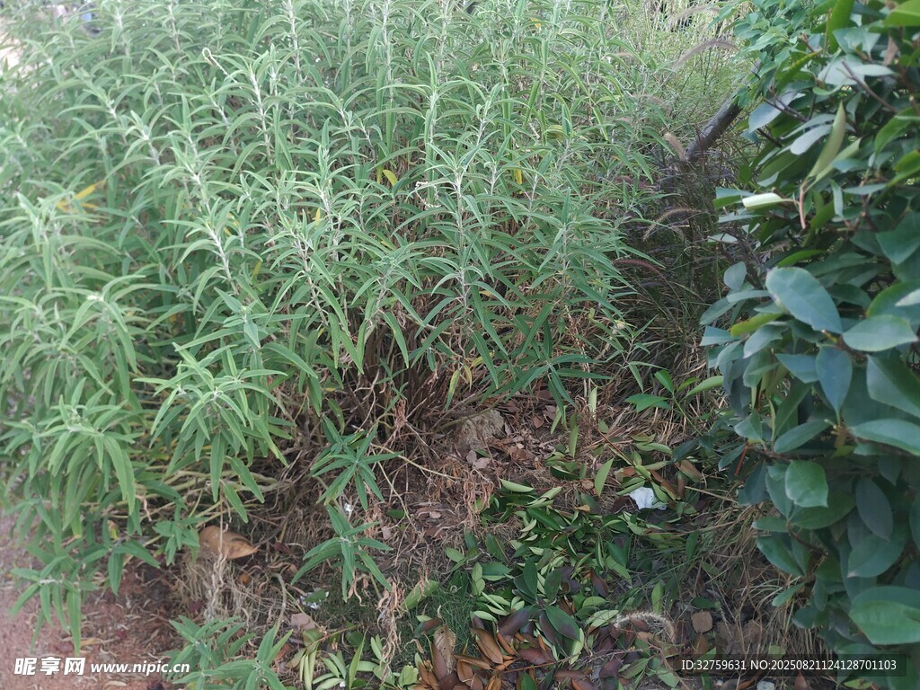 野外茂盛的绿色植物景观