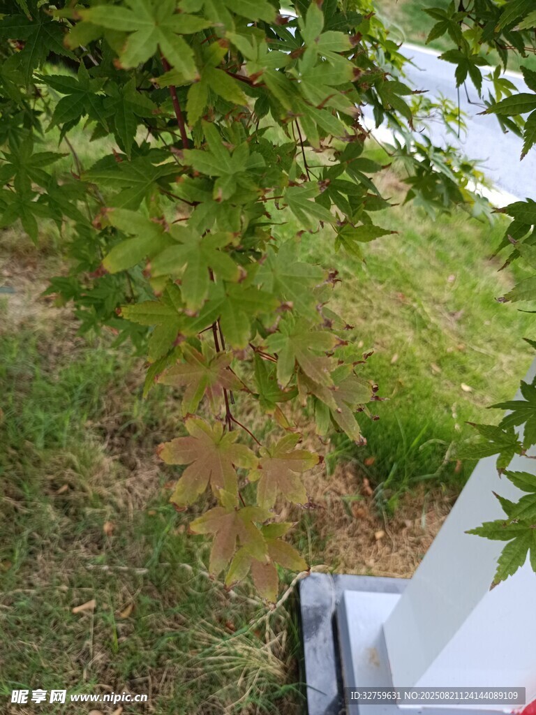 车旁绿意盎然的繁茂枝叶