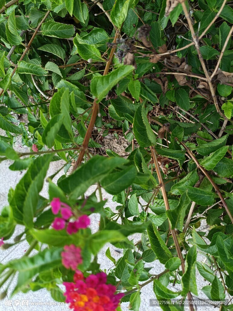 绿叶丛中绽放的艳丽花朵