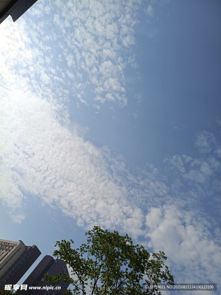 蓝天绿树间的晴朗天空