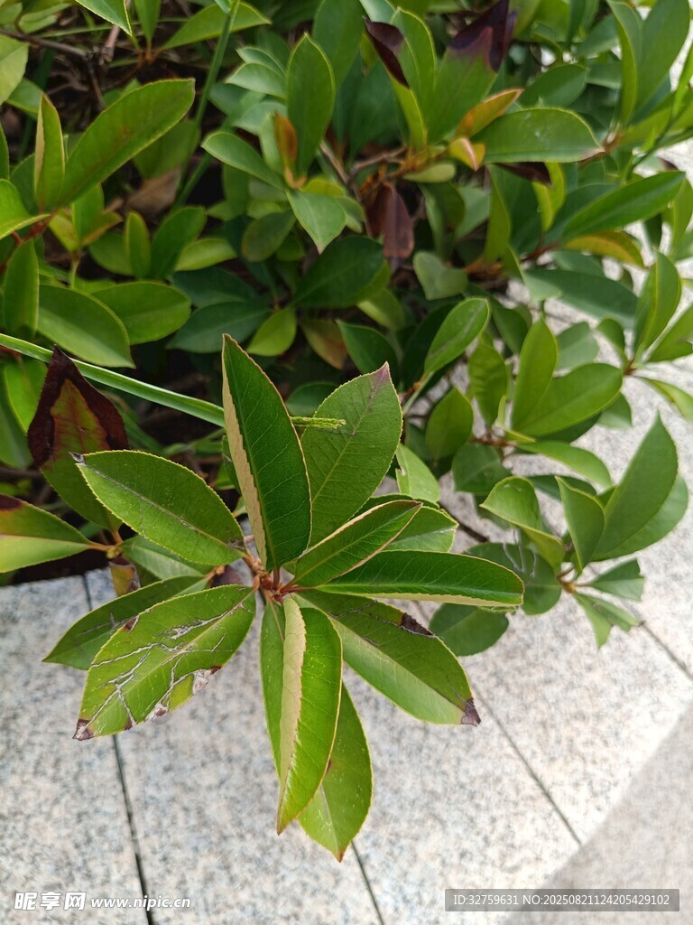 绿叶植物特写