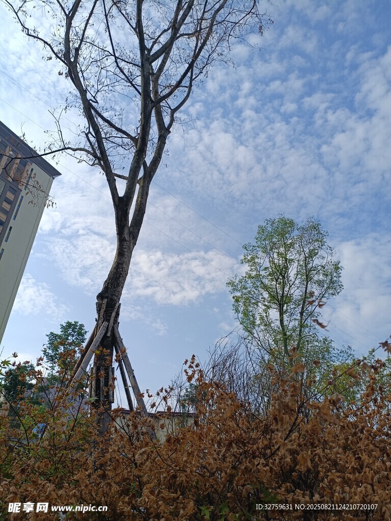 枯树立于蓝天建筑旁