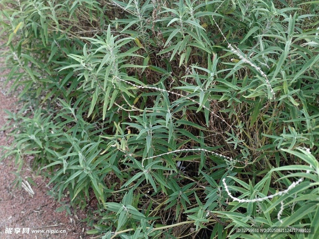 茂密绿植