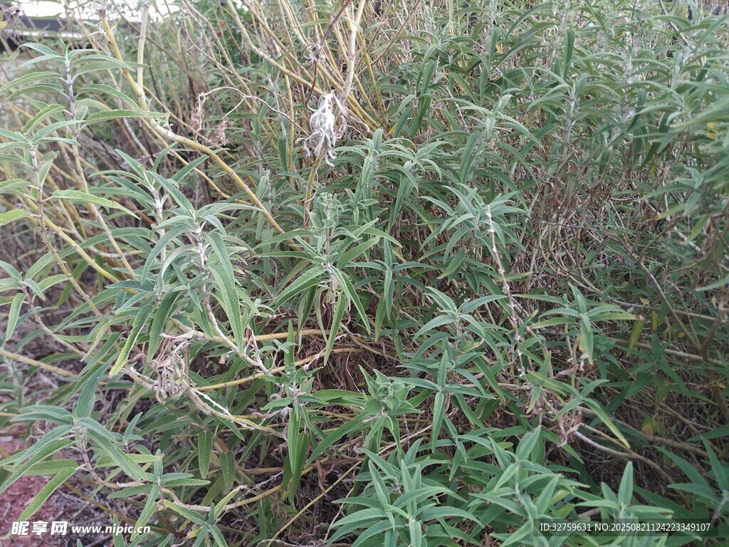 野外茂密的绿色植物丛