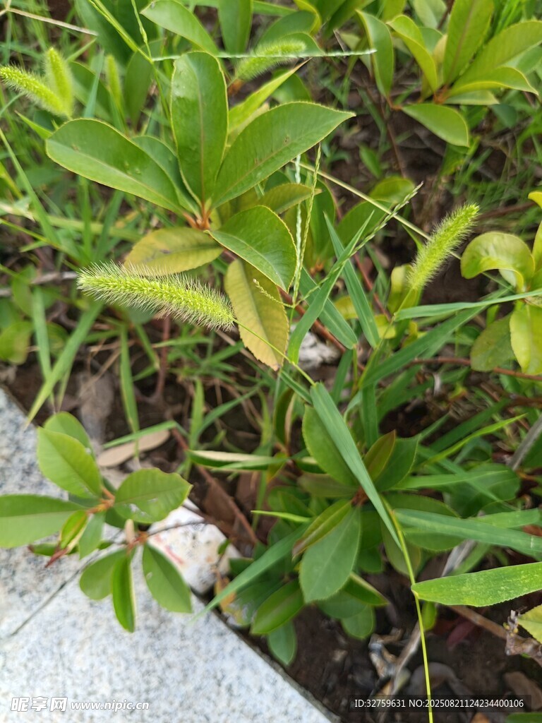 绿叶植物近景特写
