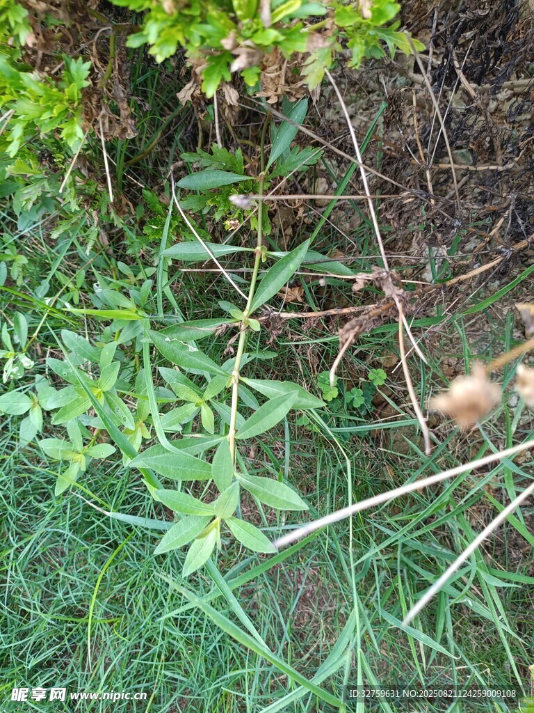 草丛中的蛛网