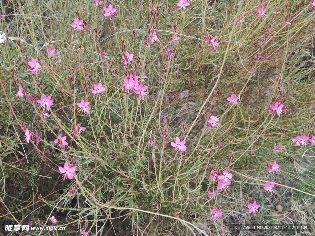 粉色小花绽放于草丛间