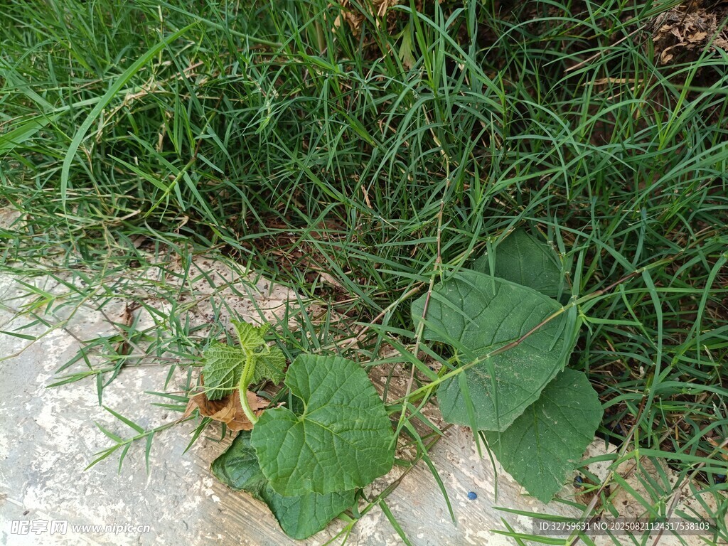 路边生长的绿色植物