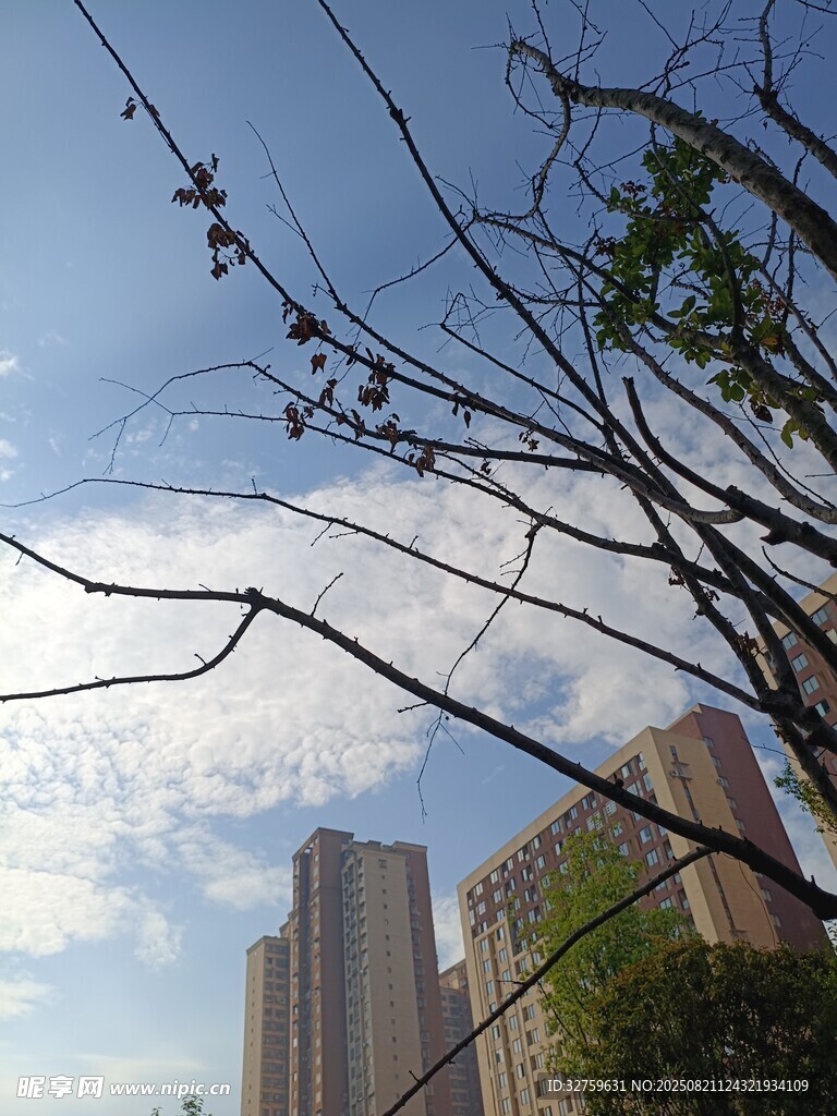 树枝间的城市高楼景观