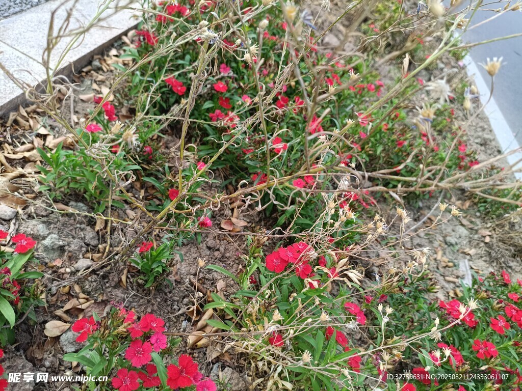 红色小花点缀地面景观