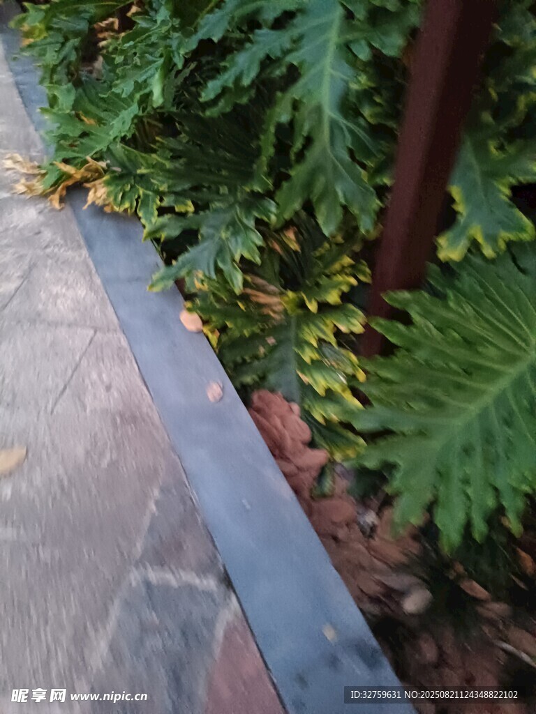 路边绿植特写
