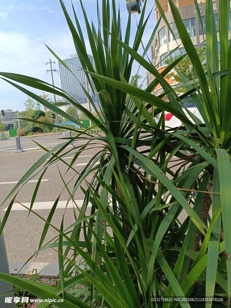 路边的翠绿植物