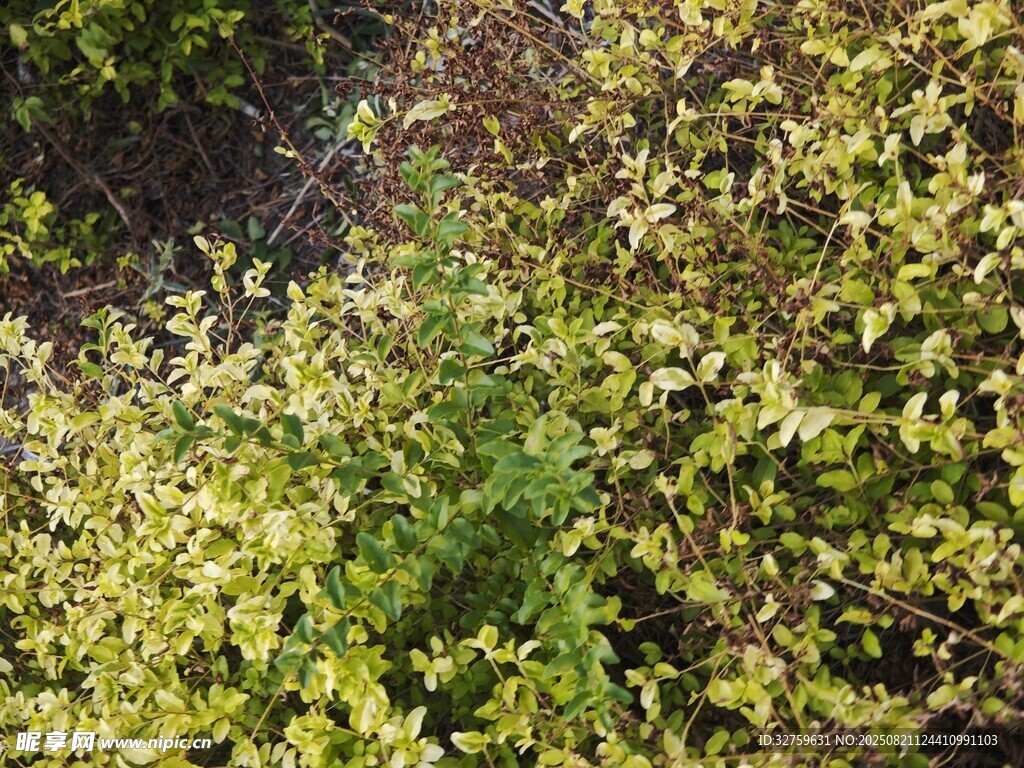 茂密绿植景观