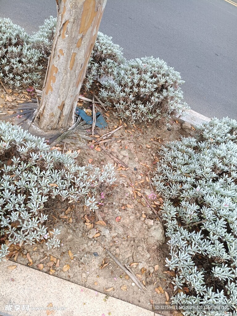 路边灰白植物与树干景象