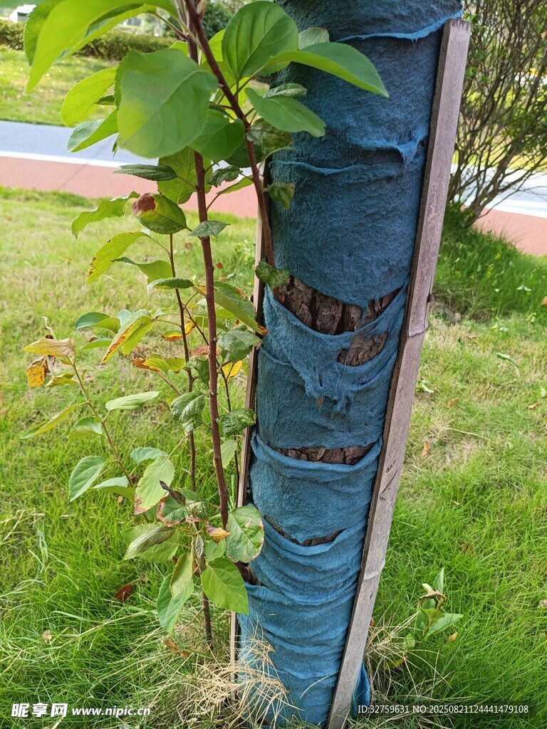 树干缠绕蓝色防护材料