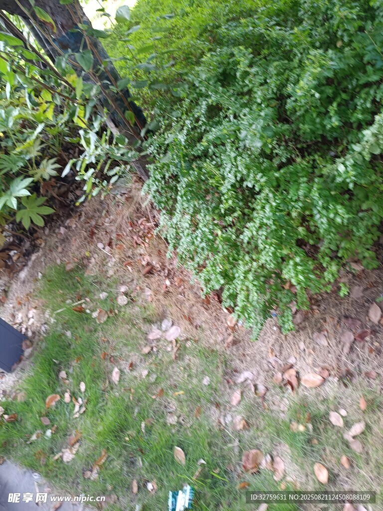 户外绿植与地面景象