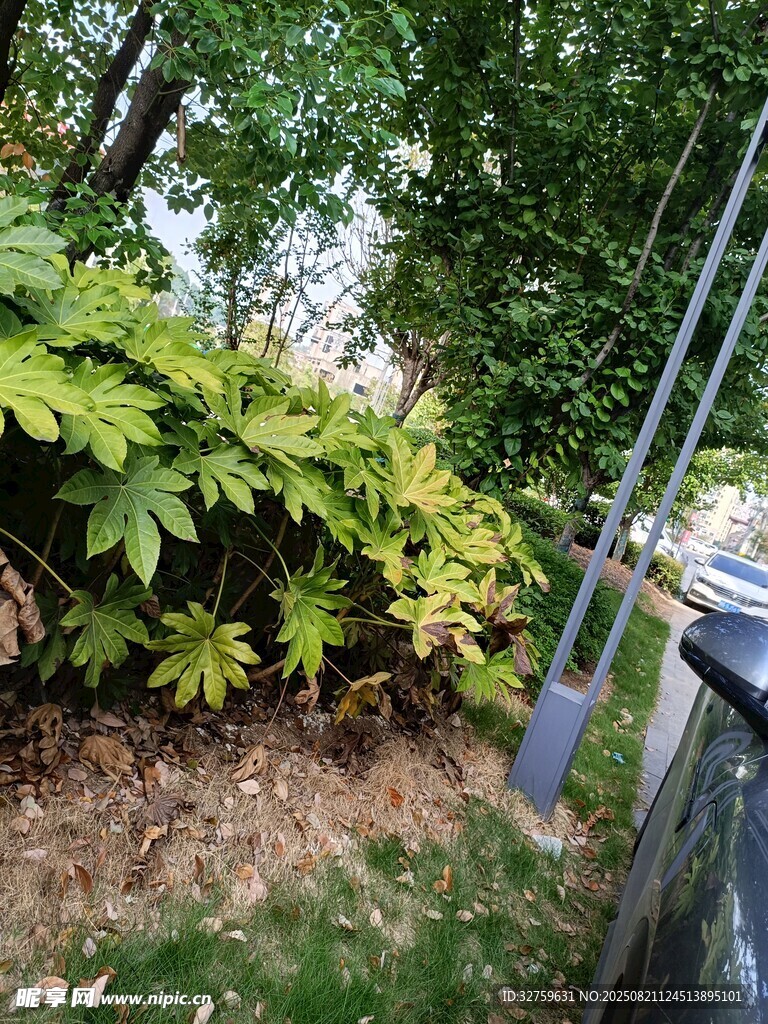 路边繁茂绿植景观