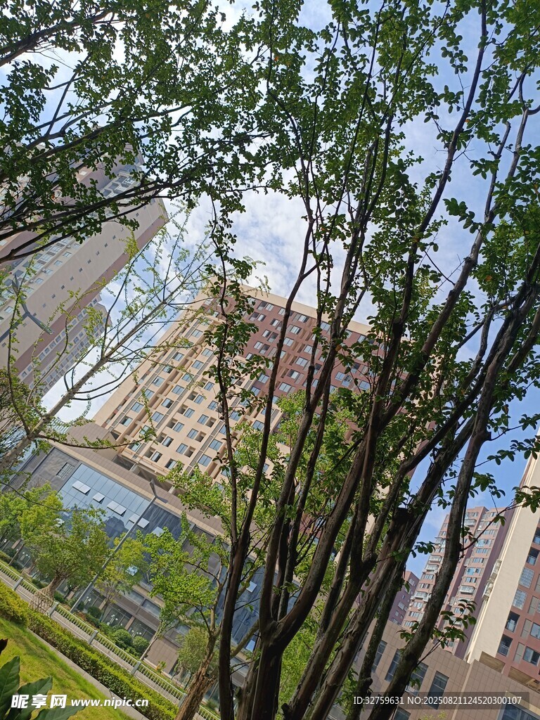 透过树木望高楼景观