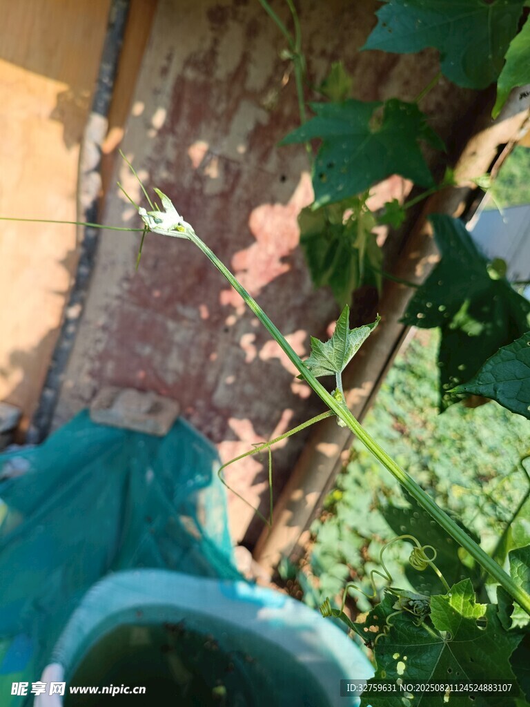 庭院绿植与古朴物件