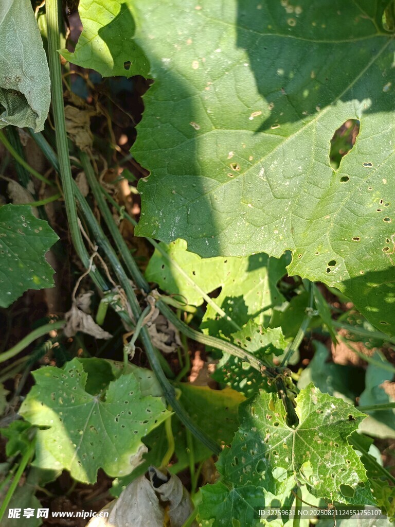 藤蔓植物特写