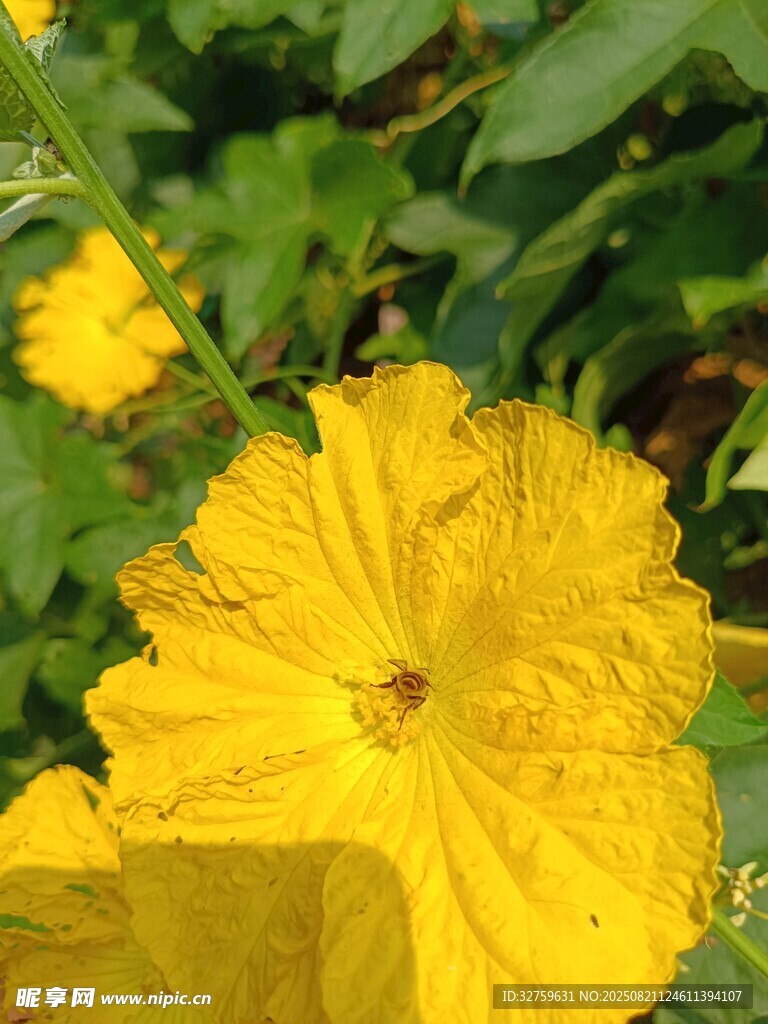 黄色绽放花朵特写