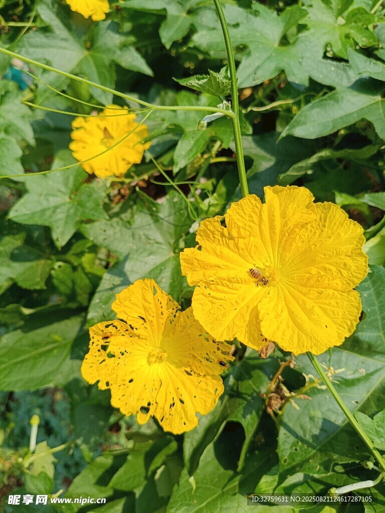 绽放的黄色牵牛花