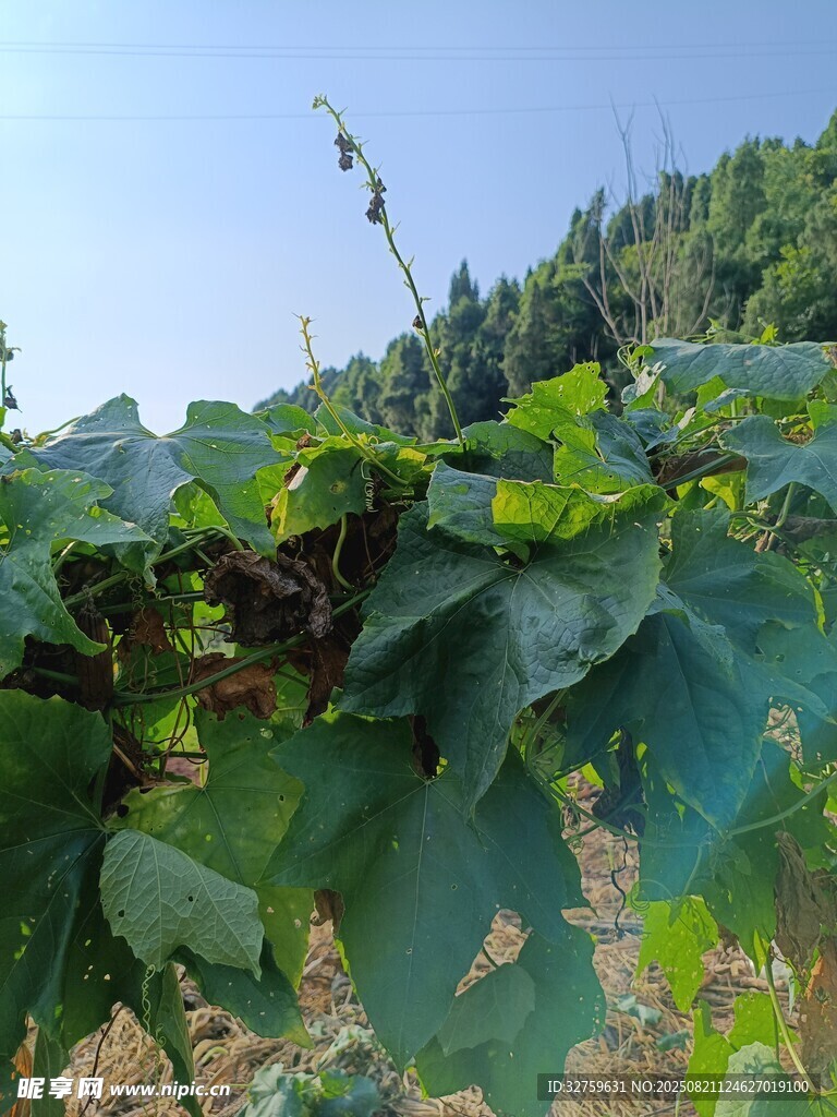 绿叶繁茂的田间植物景象