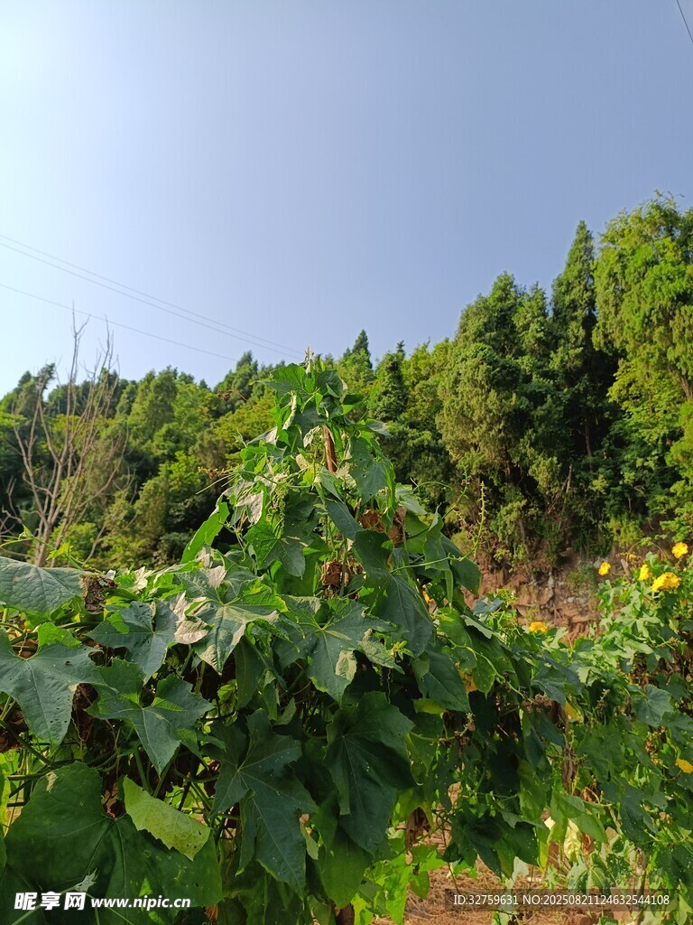 山林间的绿意植物景观