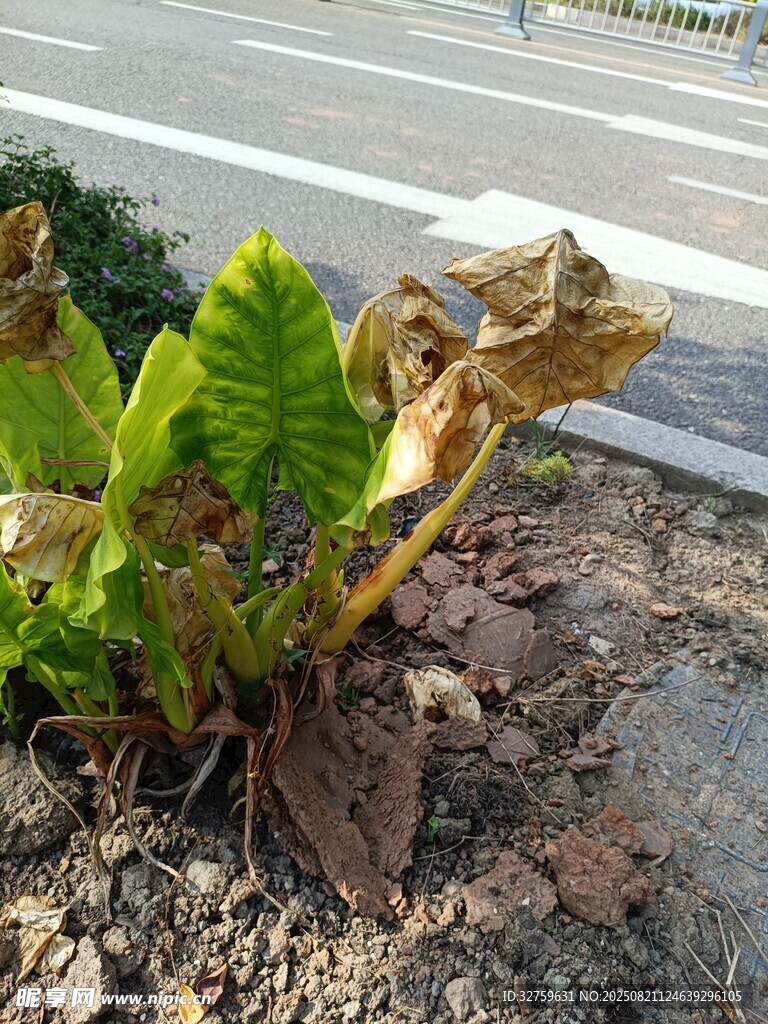 路边顽强生长的绿色植物