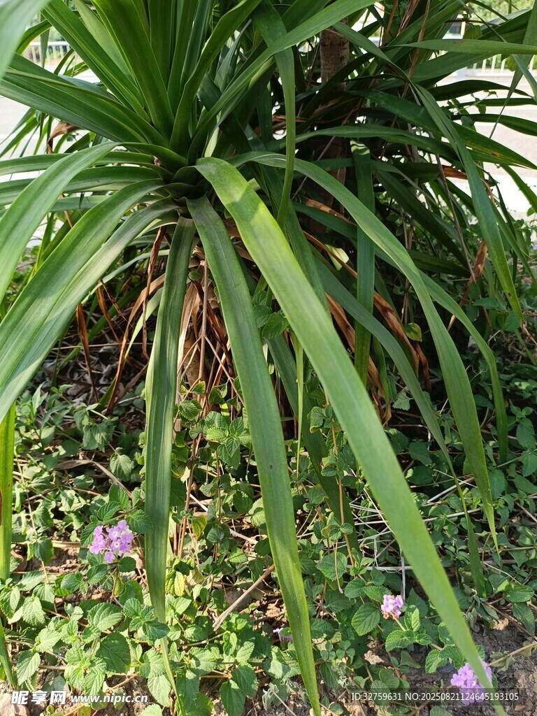 绿叶丛中绽放紫色小花