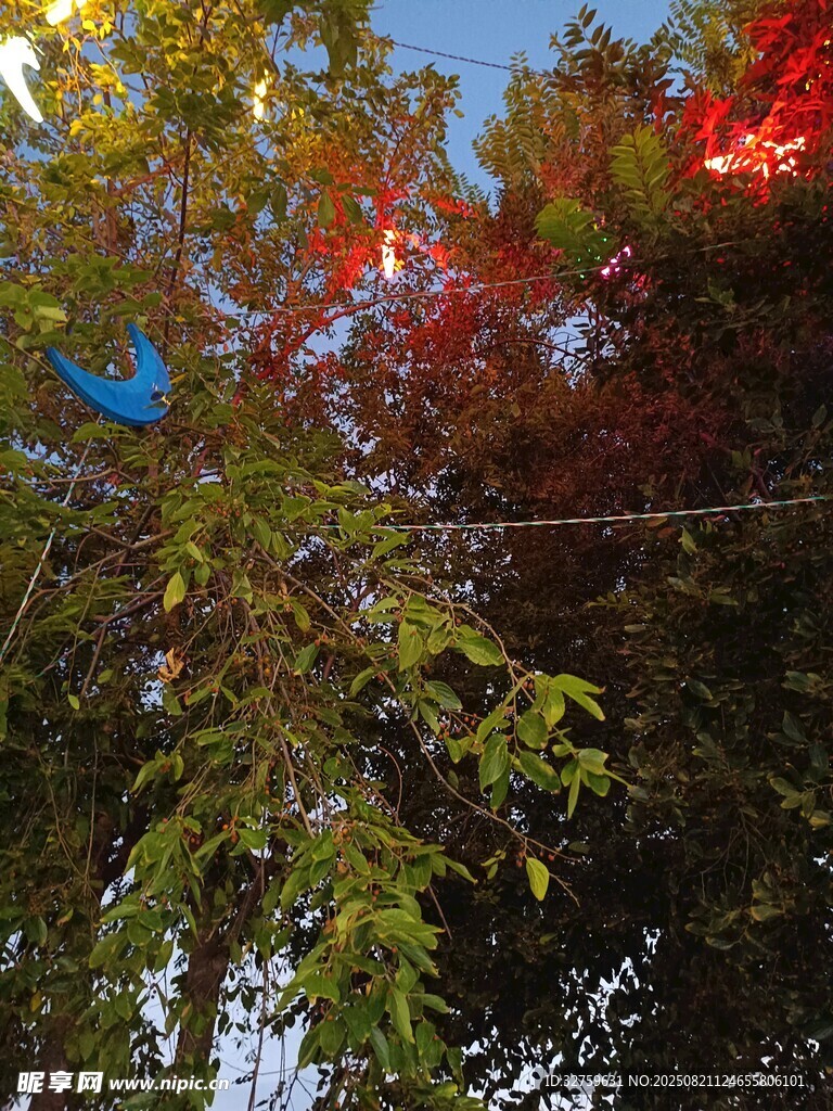 树上彩灯装点的美丽夜景