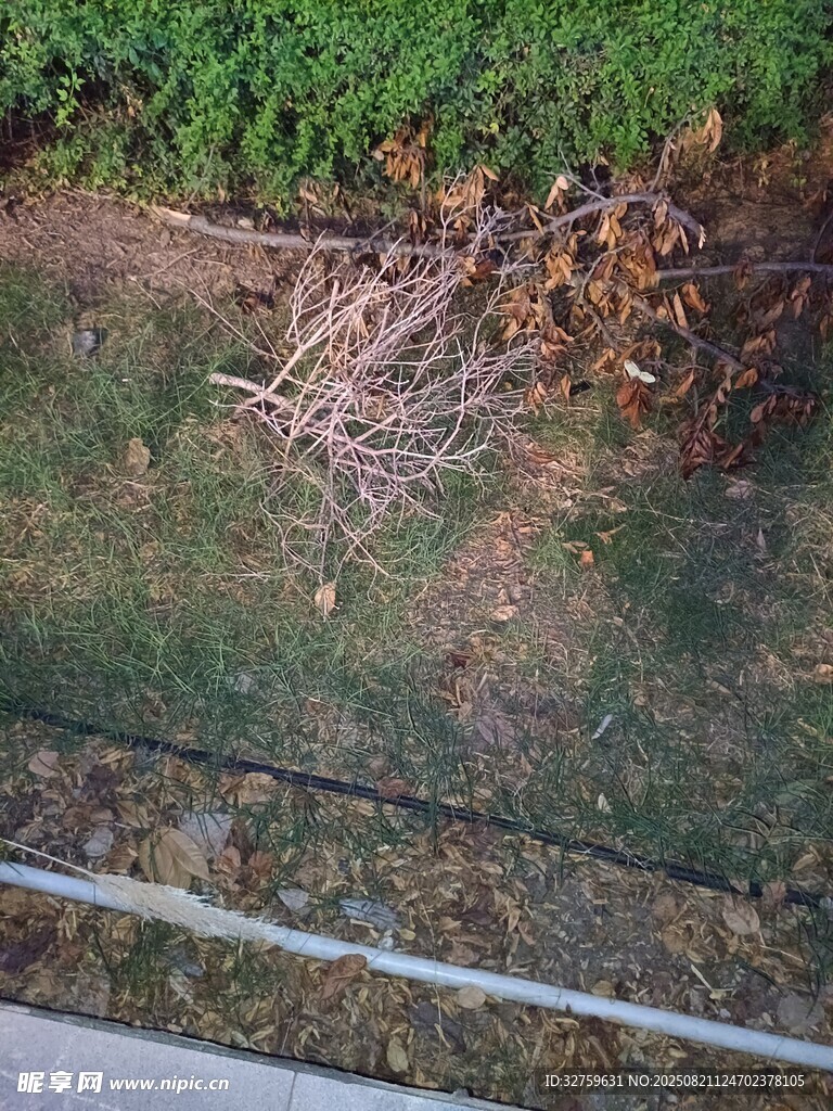 地面上的草与枯枝景象