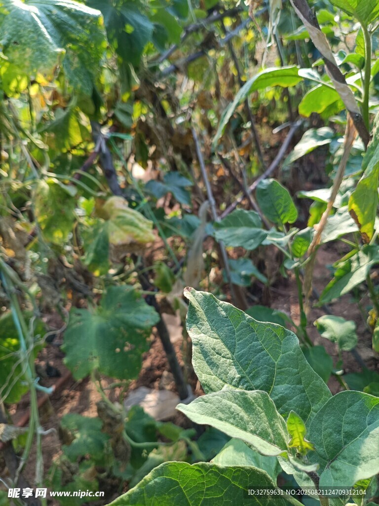 繁茂的绿色植物景观