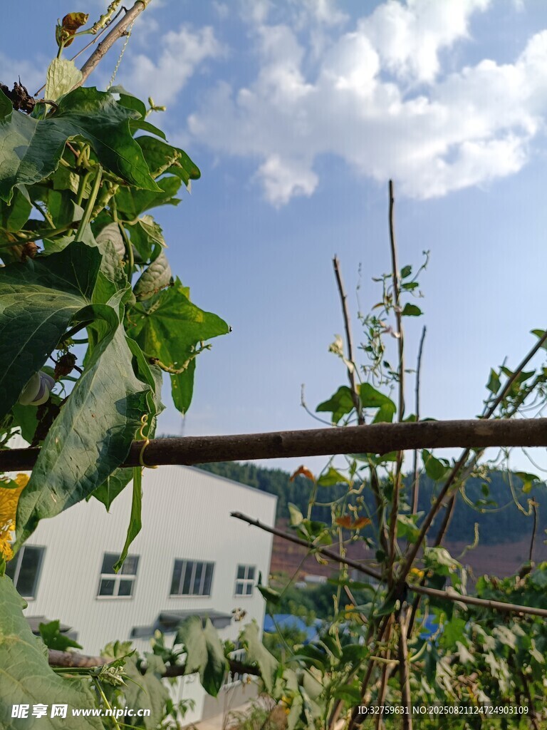 田园风光中的绿植与建筑