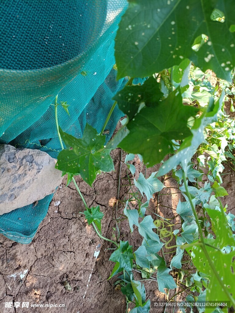 绿叶植物近景特写