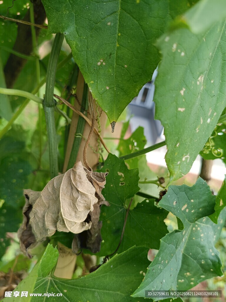 绿叶间的枯萎叶片